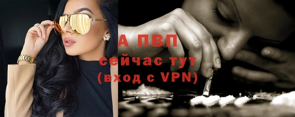 прущие грибы Инта